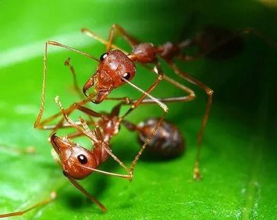 Уничтожение муравьев Орехово-Зуево